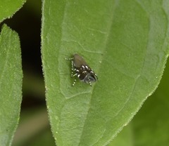 Anacampsis levipedella