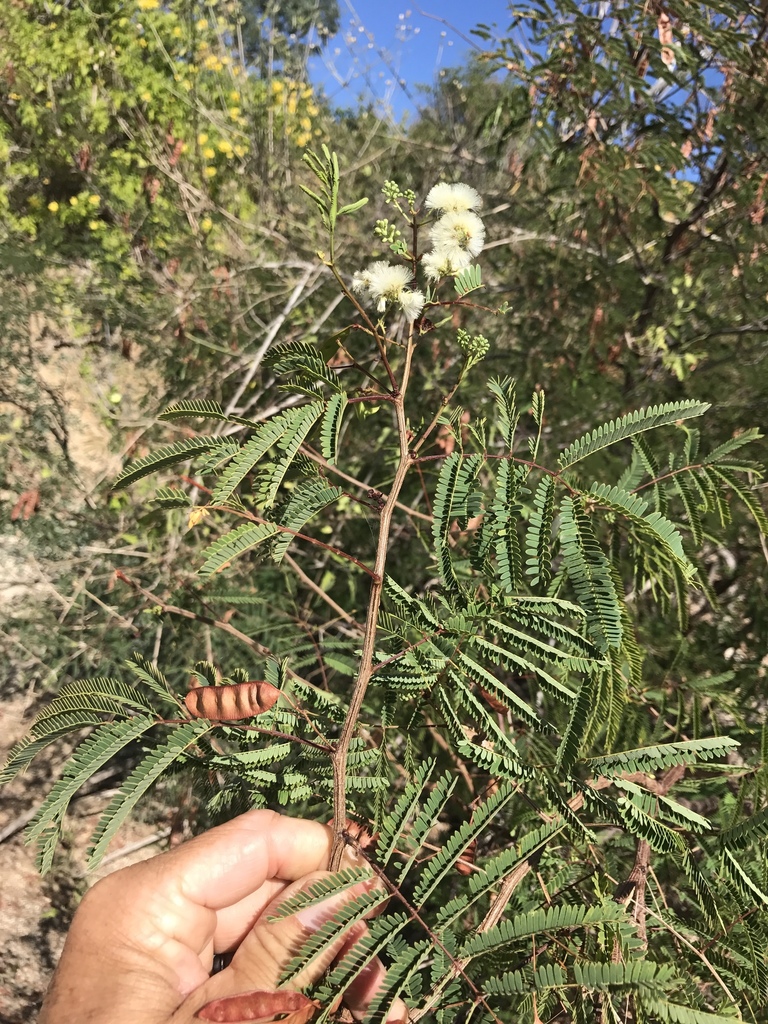 Acaciella goldmanii