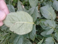 Solanum