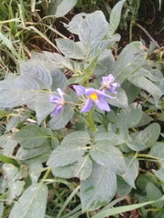 Solanum