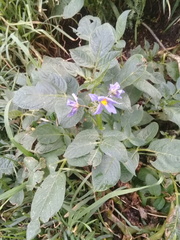 Solanum