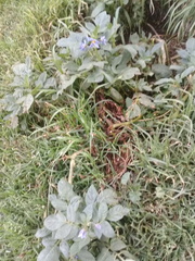 Solanum