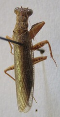 Chaeteessa