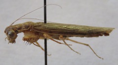 Chaeteessa