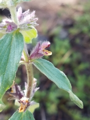 Stachys rothrockii