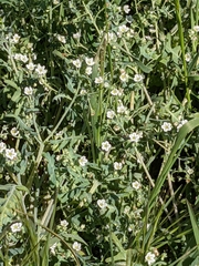 Pholistoma membranaceum