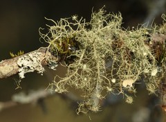 Usnea intermedia