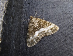 Pseudocoremia lactiflua