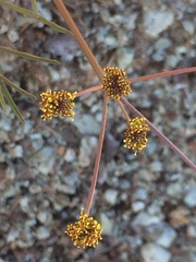 Lomatium marginatum marginatum