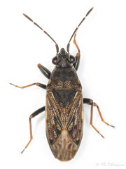 Peritrechus geniculatus