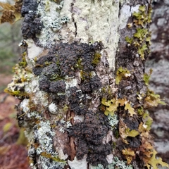 Fuscopannaria leucosticta