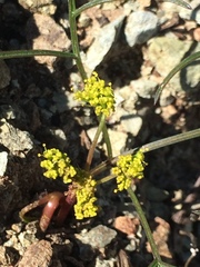 Lomatium marginatum marginatum