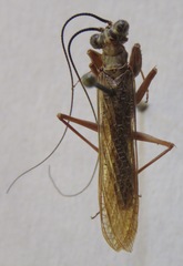 Mantoida