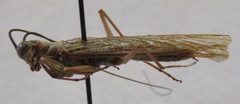 Mantoida