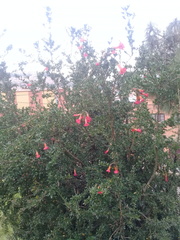 Cantua buxifolia