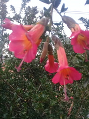 Cantua buxifolia