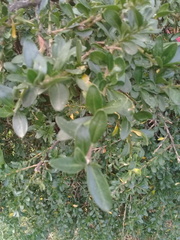 Cantua buxifolia