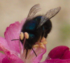 Osmia ribifloris