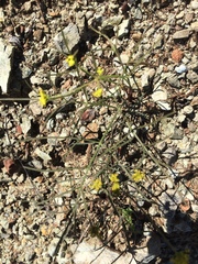 Lomatium marginatum marginatum
