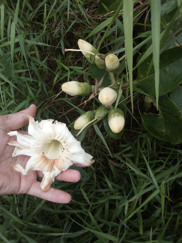 Anthocleista scandens