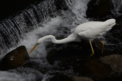 Ardea alba