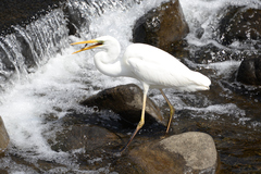 Ardea alba