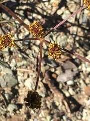 Lomatium marginatum marginatum