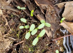 Floerkea proserpinacoides