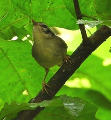 Basileuterus tristriatus
