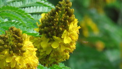 Cenostigma pluviosum peltophoroides