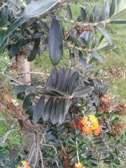 Buddleja