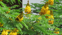 Cenostigma pluviosum peltophoroides