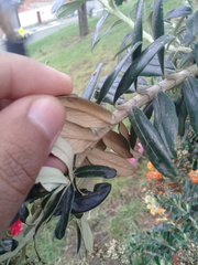 Buddleja