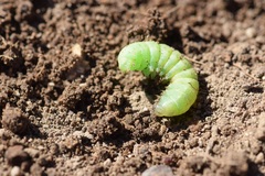 Lepidoptera