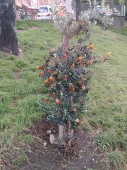 Buddleja