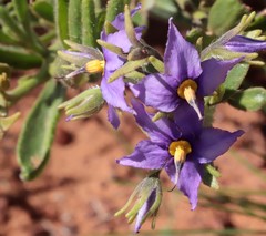 Halgania solanacea