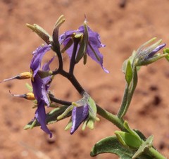 Halgania solanacea