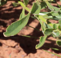 Halgania solanacea