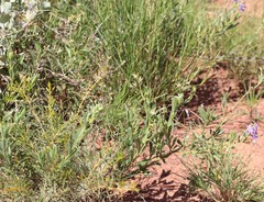 Halgania solanacea