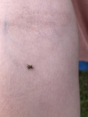 Linogeraeus neglectus