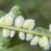 Hickory White-haired Gall Midge - Photo (c) Noah Frade, some rights reserved (CC BY-NC-ND), uploaded by Noah Frade