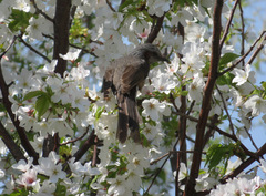 Hypsipetes amaurotis