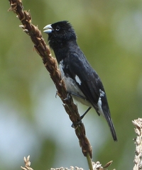 Sporophila luctuosa