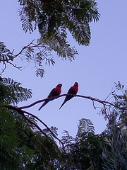 Trichoglossus moluccanus moluccanus