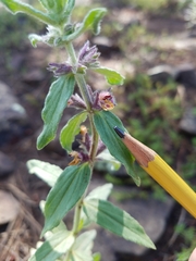Stachys rothrockii
