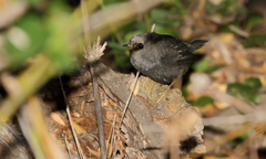 Scytalopus magellanicus