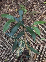 Wilkiea macrophylla