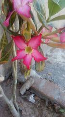 Adenium obesum