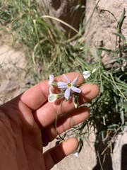 Phlox tenuifolia