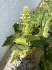Stachydeae